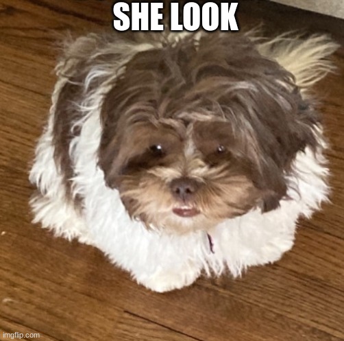 she look | SHE LOOK | image tagged in she look,doggo | made w/ Imgflip meme maker