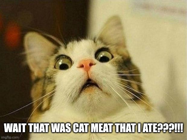 Scared Cat Meme | WAIT THAT WAS CAT MEAT THAT I ATE???!!! | image tagged in memes,scared cat | made w/ Imgflip meme maker