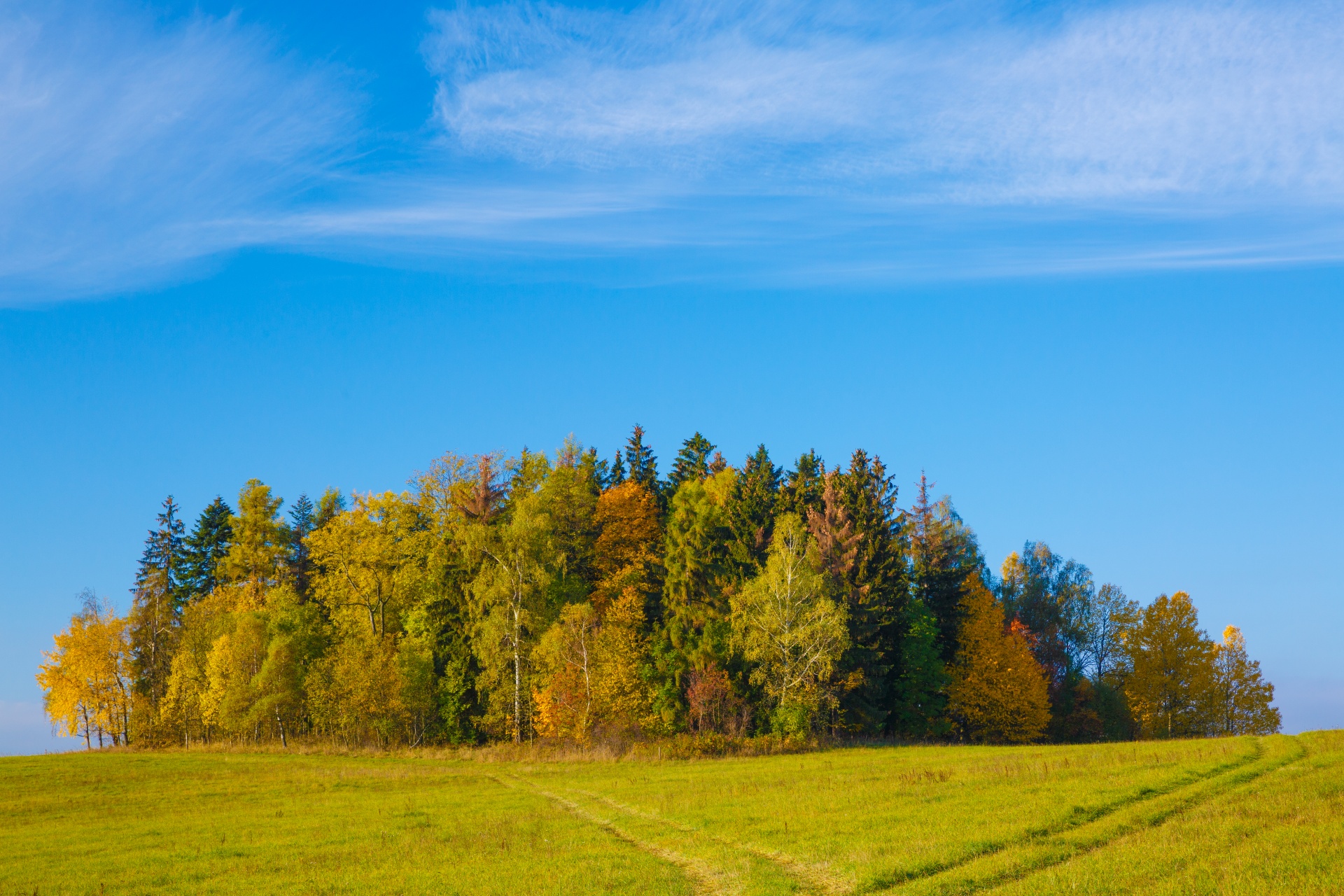 Trees Blank Meme Template