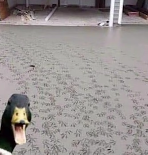 Duck making imprints in fresh cement Blank Meme Template