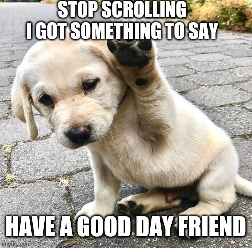 Have a good day :) | STOP SCROLLING I GOT SOMETHING TO SAY; HAVE A GOOD DAY FRIEND | image tagged in doggo | made w/ Imgflip meme maker