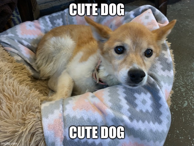 She is my grandparents dog | CUTE DOG; CUTE DOG | made w/ Imgflip meme maker