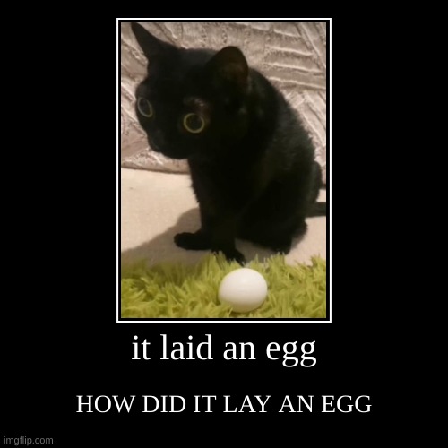 egg cat | image tagged in funny,demotivationals | made w/ Imgflip demotivational maker