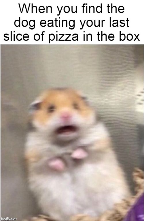 Scared Hamster |  When you find the dog eating your last slice of pizza in the box | image tagged in scared hamster,meme,memes,humor | made w/ Imgflip meme maker