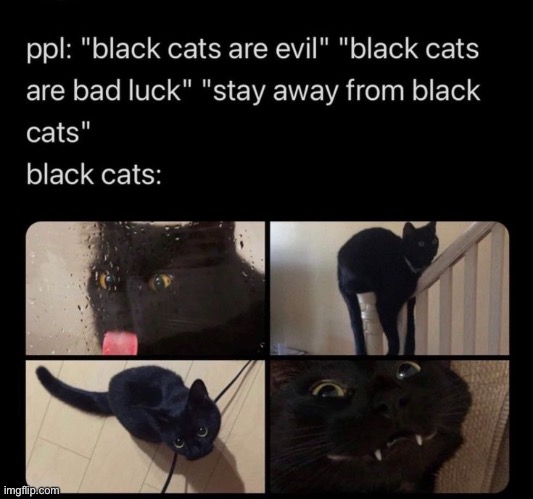 Black cats :D | image tagged in cats,black cat,funny memes,cute,cute cat,stop reading the tags | made w/ Imgflip meme maker