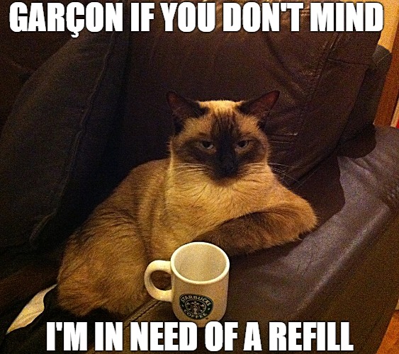 yeah still drinking | GARÇON IF YOU DON'T MIND; I'M IN NEED OF A REFILL | image tagged in coffee cat | made w/ Imgflip meme maker