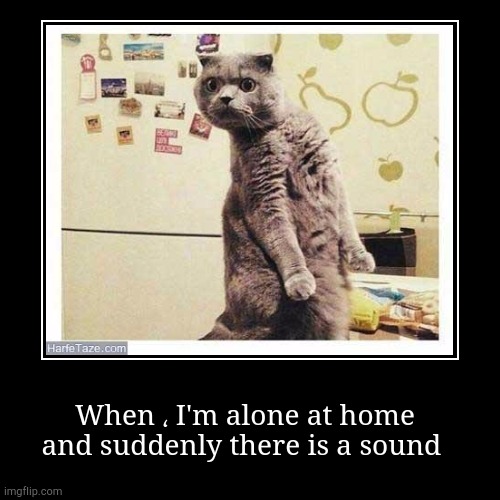 When I'm alone at home and suddenly there is a sound | image tagged in funny,demotivationals,cats | made w/ Imgflip demotivational maker