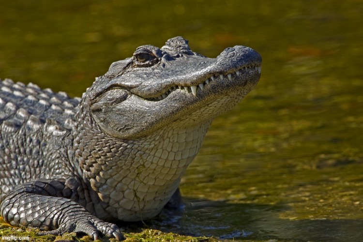Laughing Alligator | image tagged in laughing alligator | made w/ Imgflip meme maker