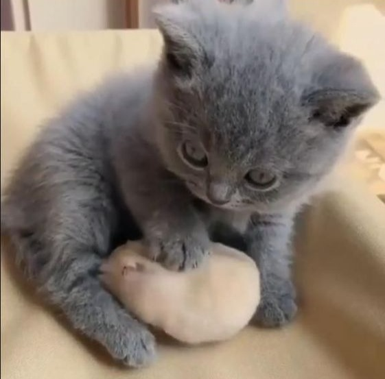 Cat comforting hamster Blank Meme Template