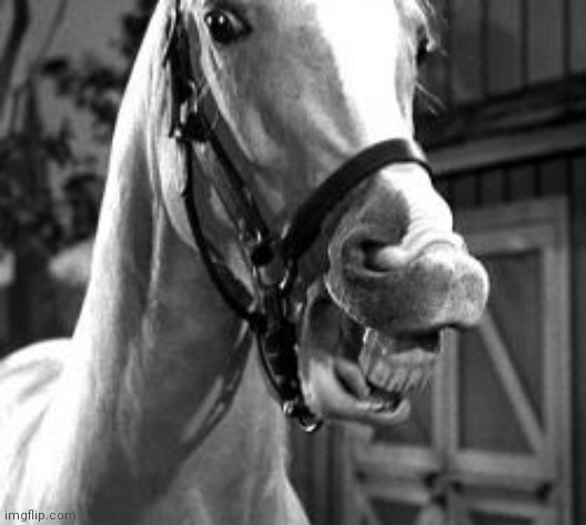 mr. ed | image tagged in mr ed | made w/ Imgflip meme maker