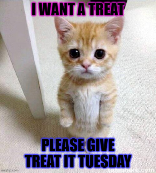 Treat please ? | I WANT A TREAT; PLEASE GIVE TREAT IT TUESDAY | image tagged in memes,cute cat | made w/ Imgflip meme maker