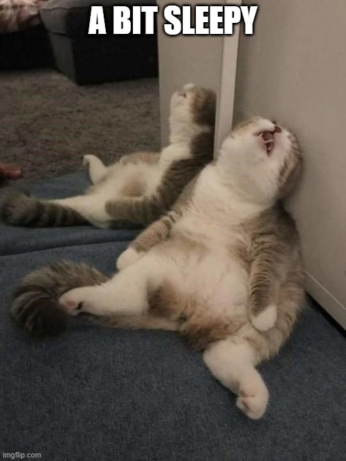 tired cat | A BIT SLEEPY | image tagged in tired cat | made w/ Imgflip meme maker