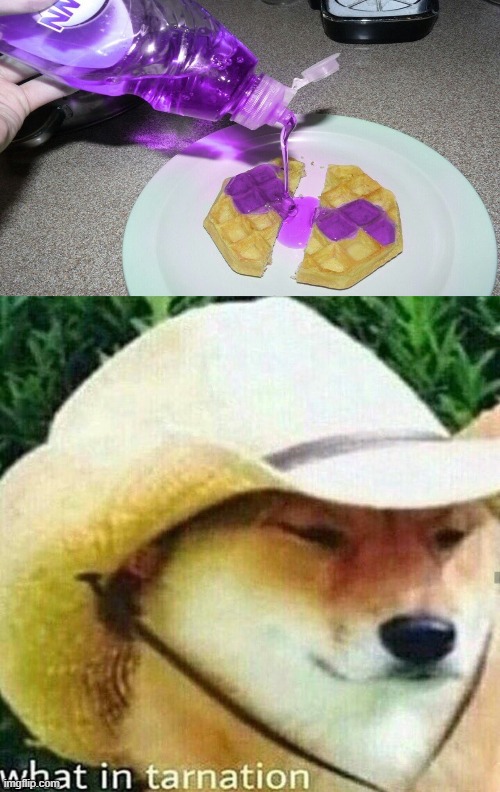why | image tagged in what in tarnation dog | made w/ Imgflip meme maker