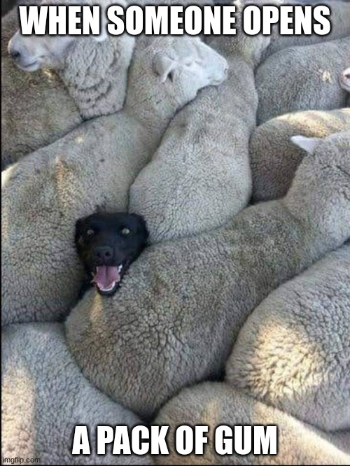 black sheep dog | WHEN SOMEONE OPENS; A PACK OF GUM | image tagged in black sheep dog | made w/ Imgflip meme maker