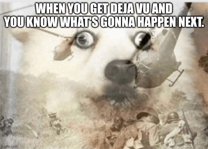 PTSD dog | WHEN YOU GET DEJA VU AND YOU KNOW WHAT'S GONNA HAPPEN NEXT. | image tagged in ptsd dog | made w/ Imgflip meme maker