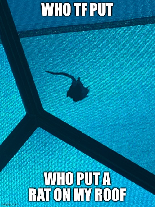 WHO TF PUT; WHO PUT A RAT ON MY ROOF | made w/ Imgflip meme maker
