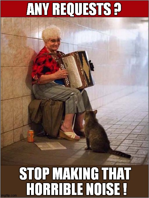 This Cat Is Definitely A Music Lover ! | ANY REQUESTS ? STOP MAKING THAT
 HORRIBLE NOISE ! | image tagged in cats,music,accordian,horrible,noise | made w/ Imgflip meme maker