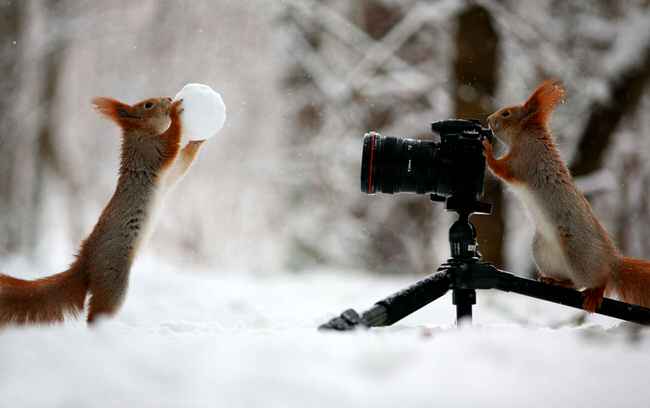 2 squirrels playing and shooting in the snow Blank Meme Template