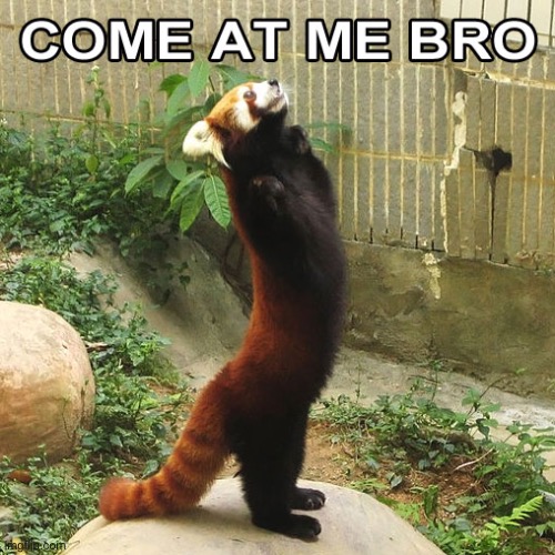 Come at me bro | image tagged in who likes red pandas | made w/ Imgflip meme maker