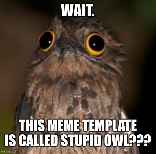 Stupid Owl | WAIT. THIS MEME TEMPLATE IS CALLED STUPID OWL??? | image tagged in stupid owl | made w/ Imgflip meme maker