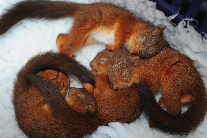 image tagged in animals,cute