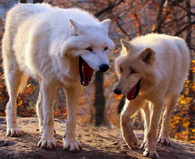 Two laughing wolves Blank Meme Template