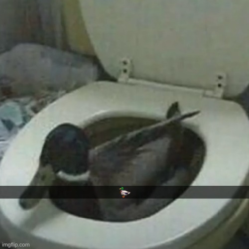 bro who put a duck in the- | made w/ Imgflip meme maker