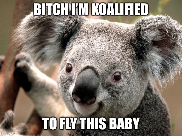 koala  | BITCH I’M KOALIFIED TO FLY THIS BABY | image tagged in koala | made w/ Imgflip meme maker
