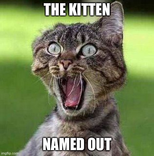 Shocked Cat | THE KITTEN; NAMED OUT | image tagged in shocked cat | made w/ Imgflip meme maker