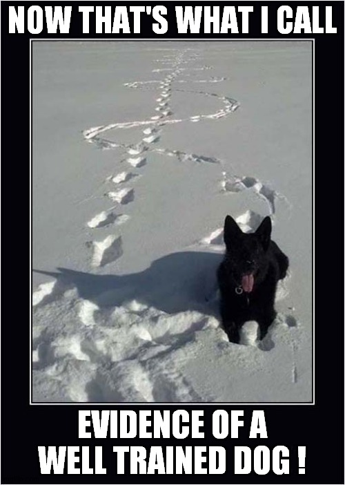 A Dogs Snowy Trail | NOW THAT'S WHAT I CALL; EVIDENCE OF A WELL TRAINED DOG ! | image tagged in dogs,now thats what i call,snow,training | made w/ Imgflip meme maker