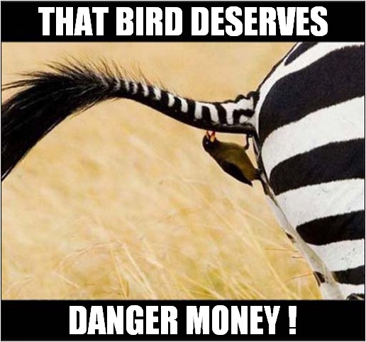 It's A Dirty Job But Somebody's Got To Do It ! | THAT BIRD DESERVES; DANGER MONEY ! | image tagged in fun,bird,zebra,danger zone | made w/ Imgflip meme maker