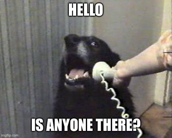 hello this is dog | HELLO; IS ANYONE THERE? | image tagged in hello this is dog | made w/ Imgflip meme maker