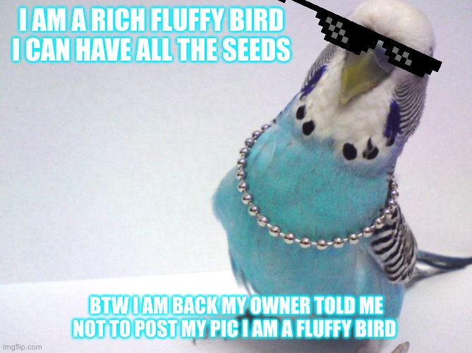 Cute but Spoiled | I AM A RICH FLUFFY BIRD I CAN HAVE ALL THE SEEDS; BTW I AM BACK MY OWNER TOLD ME NOT TO POST MY PIC I AM A FLUFFY BIRD | image tagged in cute but spoiled | made w/ Imgflip meme maker