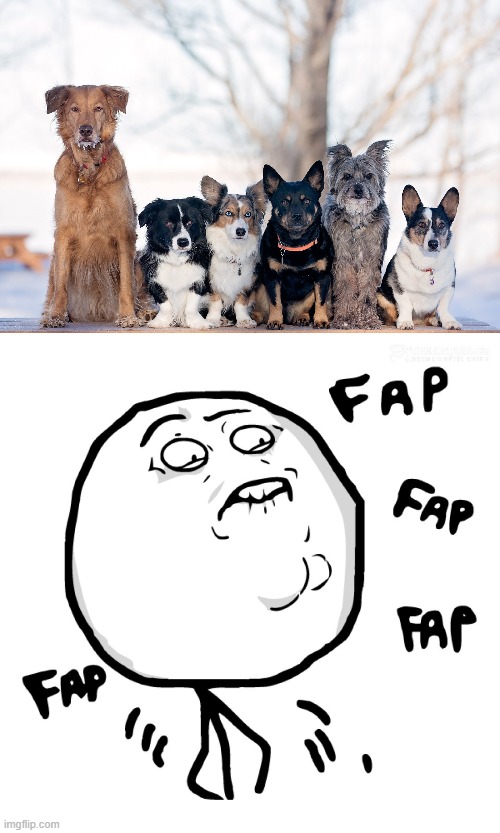 I wanna bang those animals | image tagged in memes,original fap,animals,sex,funny,dogs | made w/ Imgflip meme maker