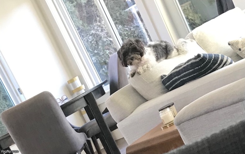 my dog molly - the protector of the house | image tagged in dogs | made w/ Imgflip meme maker
