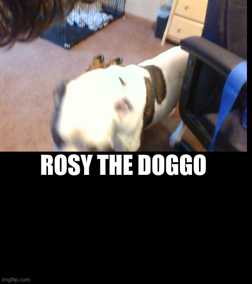 ROSY THE DOGGO | image tagged in doggo | made w/ Imgflip meme maker