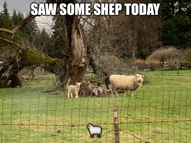 *sheep noises* | SAW SOME SHEP TODAY; 🐑 | made w/ Imgflip meme maker