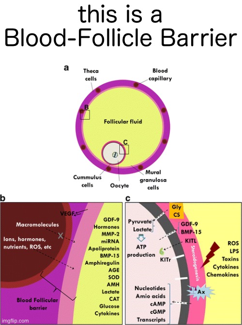 this is a Blood-Follicle Barrier | made w/ Imgflip meme maker