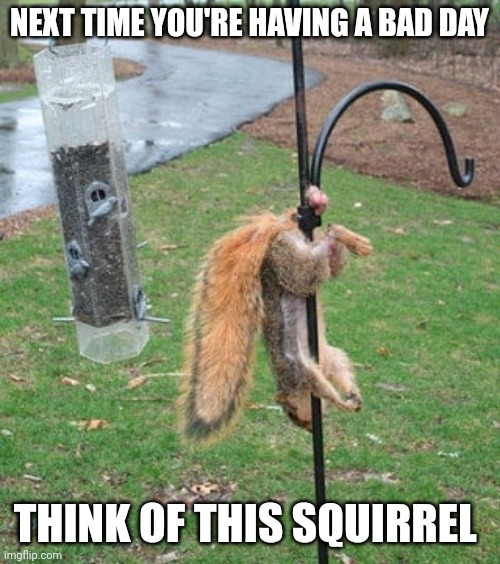 Squirrel balls (not sure if I should mark this nsfw) | NEXT TIME YOU'RE HAVING A BAD DAY; THINK OF THIS SQUIRREL | image tagged in ouch | made w/ Imgflip meme maker