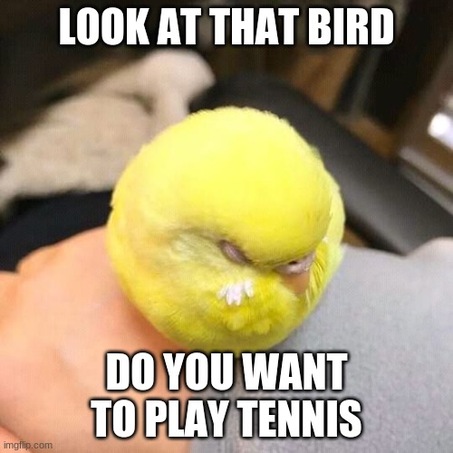 Bird | LOOK AT THAT BIRD; DO YOU WANT TO PLAY TENNIS | image tagged in funny meme | made w/ Imgflip meme maker