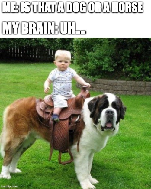 both maybe!! | ME: IS THAT A DOG OR A HORSE; MY BRAIN: UH.... | image tagged in funny,memes,dogs,animals,fun | made w/ Imgflip meme maker