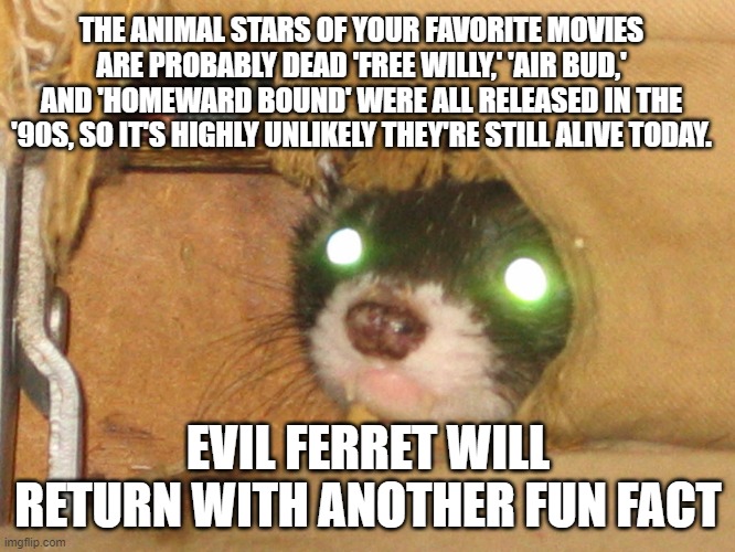 Evil ferret's fun facts | THE ANIMAL STARS OF YOUR FAVORITE MOVIES ARE PROBABLY DEAD 'FREE WILLY,' 'AIR BUD,' AND 'HOMEWARD BOUND' WERE ALL RELEASED IN THE '90S, SO IT'S HIGHLY UNLIKELY THEY'RE STILL ALIVE TODAY. EVIL FERRET WILL RETURN WITH ANOTHER FUN FACT | image tagged in ferret,facts | made w/ Imgflip meme maker