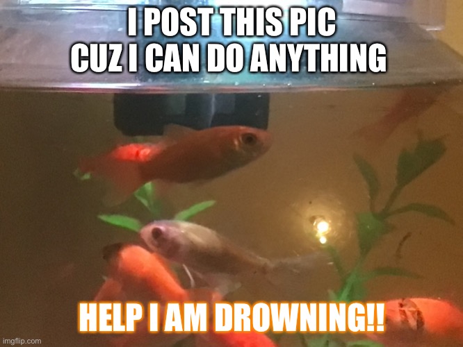 fIsH | I POST THIS PIC CUZ I CAN DO ANYTHING; HELP I AM DROWNING!! | image tagged in i am drowning | made w/ Imgflip meme maker
