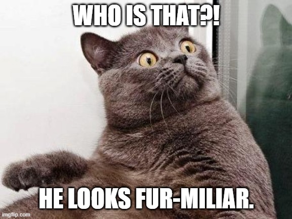 Fur-miliar Person | WHO IS THAT?! HE LOOKS FUR-MILIAR. | image tagged in surprised cat | made w/ Imgflip meme maker