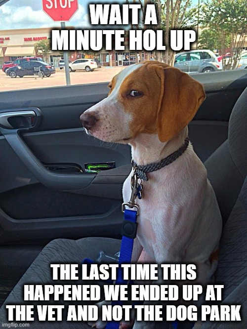 Not Today Satan |  WAIT A MINUTE HOL UP; THE LAST TIME THIS HAPPENED WE ENDED UP AT THE VET AND NOT THE DOG PARK | image tagged in suspicious dog,veterinarian,snoop dogg,dog memes,liar liar | made w/ Imgflip meme maker