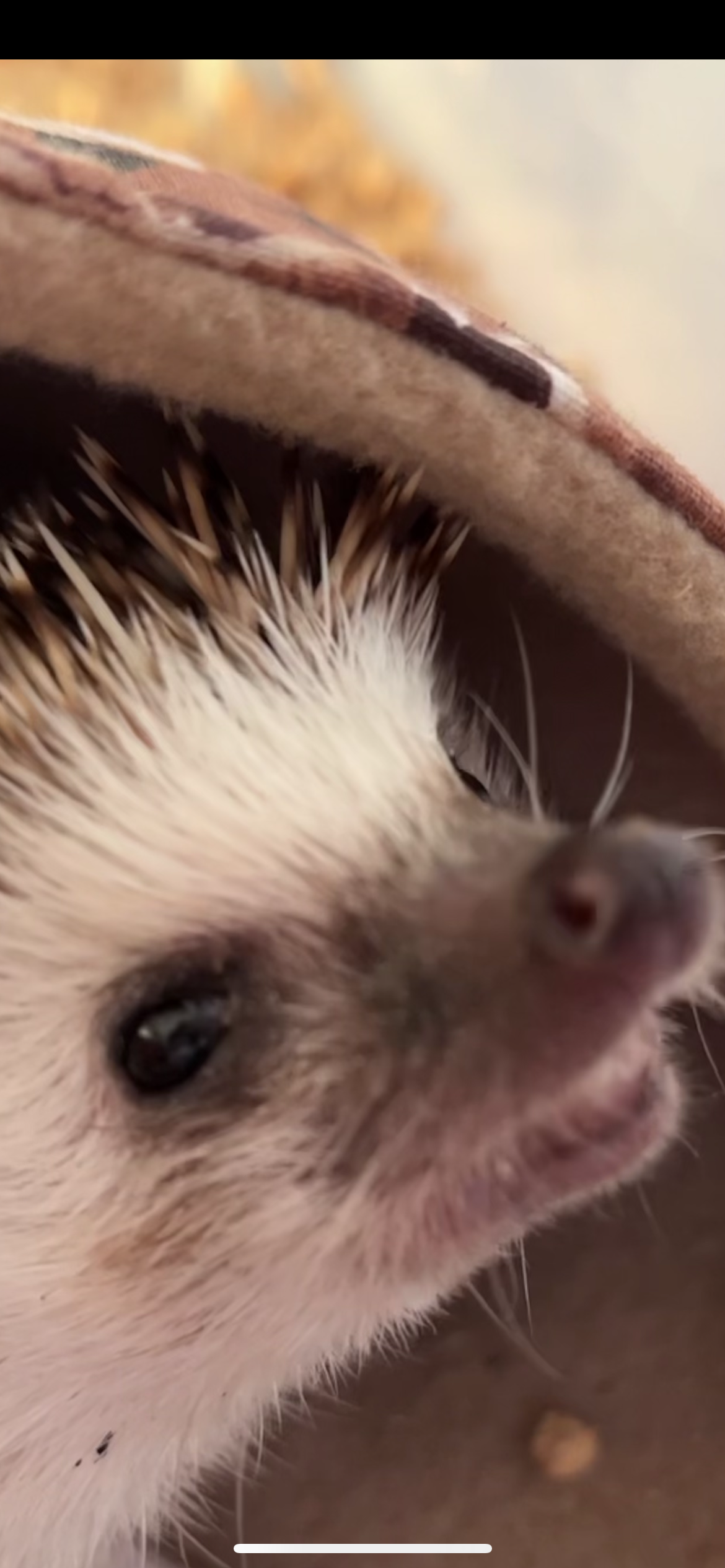 yolo the hedgehog Blank Meme Template