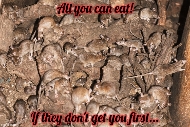 Nom nom nom | All you can eat! If they don't get you first... | image tagged in rats,nom nom nom,free,meat | made w/ Imgflip meme maker