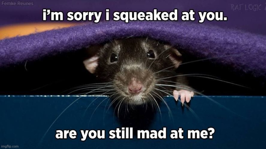 No, I'm not. | image tagged in rat,cute,squeak | made w/ Imgflip meme maker