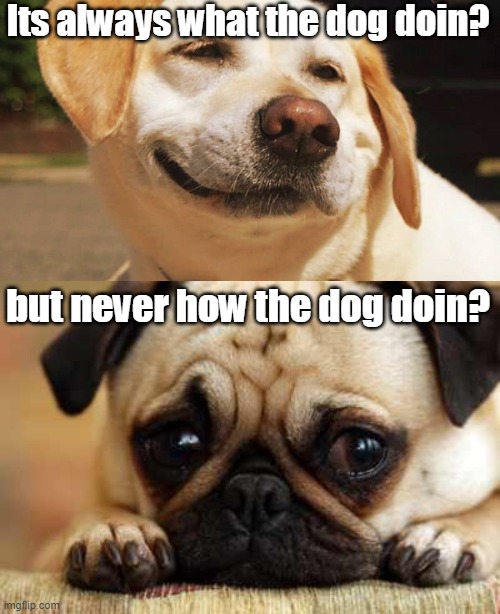 What the dog doin? | Its always what the dog doin? but never how the dog doin? | image tagged in sad dog,memes,funny,what the dog doin | made w/ Imgflip meme maker