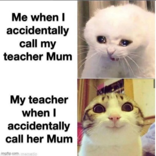 Calling my teacher 'mum' | image tagged in cats,calling teachers mum | made w/ Imgflip meme maker